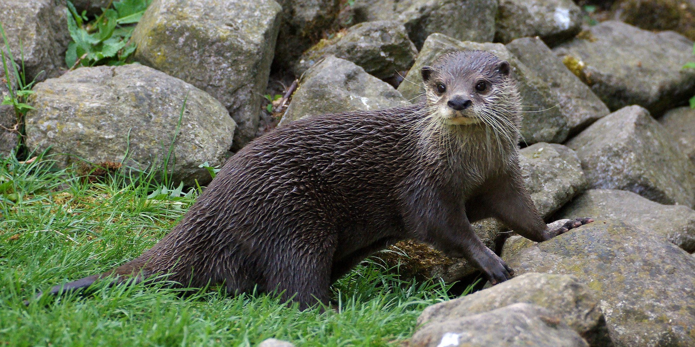 Ein Otter wartet auf sein neues Gehege